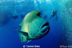 Napolyon Fish / Brother Island/EGYPT by Tamer Eren 